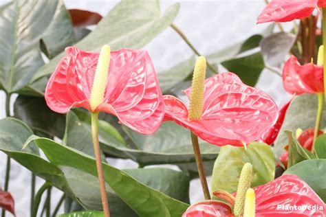 Anthurium plant care, tailflower, flamingo flower and laceleaf - Plantopedia