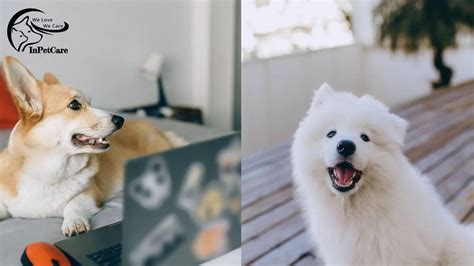 Samoyed Corgi Mix: [Cost, Pictures, Ease Of Care & More]