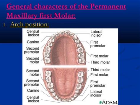 Upper First Molar