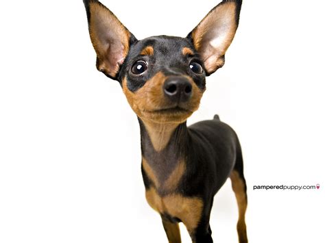 🔥 Free download Funny Chihuahua Wallpaper For Desktop [1600x1200] for ...