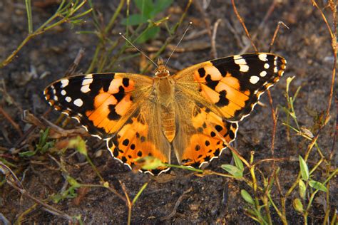 New model predicts Painted Lady butterfly migrations based on breeding ...