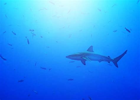 17 Galapagos Shark Facts (Diet, Size, Attacks, Range) | Storyteller Travel