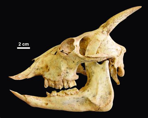 Skull and mandibles of Myotragus balearicus from Cova des Tancats ...