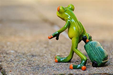 Frog Farewell Travel · Free photo on Pixabay