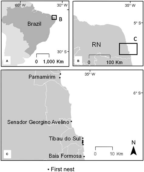 Frontiers | Decoding the internesting movements of marine turtles using a fine-scale behavioral ...