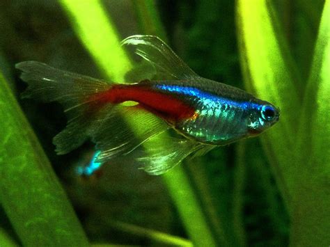 Longfin Neon Tetra REGULAR - Bluegrassaquatics.com