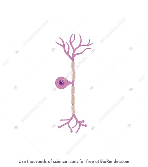 BioRender | Pseudounipolar neuron (sensory, myelinated)