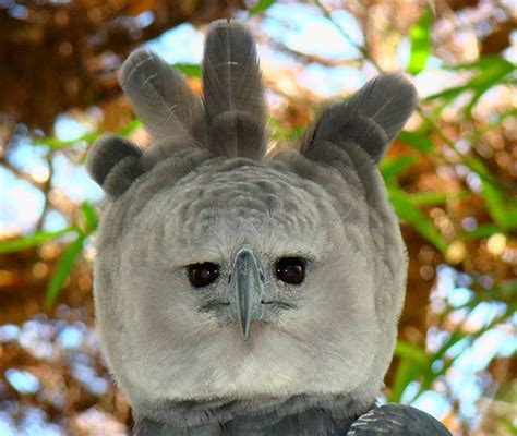 Gambar-Gambar Burung Helang Harpy, Spesis Burung Helang Terbesar Dunia ...