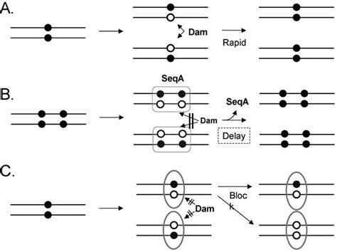 DNA Methylation in Bacteria | Uncommon Descent