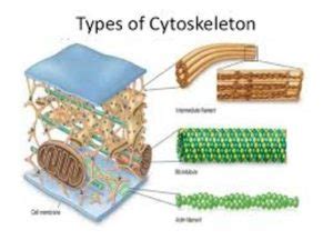 10 Facts about Cytoskeleton - Fact File