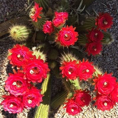 82 Types of Echinopsis Cacti [With Pictures] - Succulent Alley