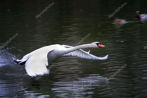 Flying Swan — Stock Photo © phakimata #2738913