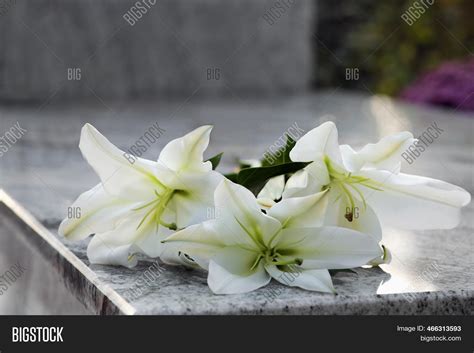 White Lilies On Image & Photo (Free Trial) | Bigstock