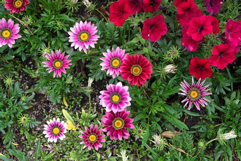 How to Grow and Care for Gazania (Treasure Flower)