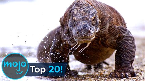 Top 20 Greatest Animal Predators - YouTube