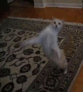 Cat Dance GIF - Cat Dance Kitty - Discover & Share GIFs