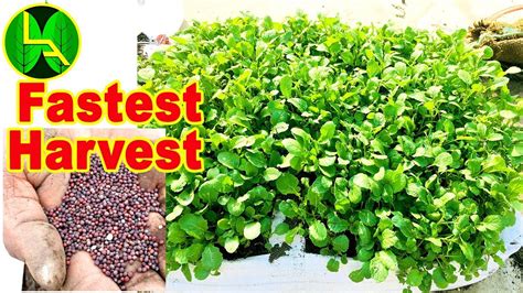 Fastest harvest Growing Mustard Green - easiest way to grow - YouTube