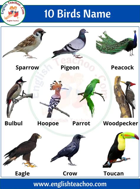 10 Birds Name in English with Pictures 1 | Birds pictures with names, Names of birds, Common birds