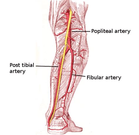 [Figure, Posterior tibial artery Image courtesy S Bhimji MD ...