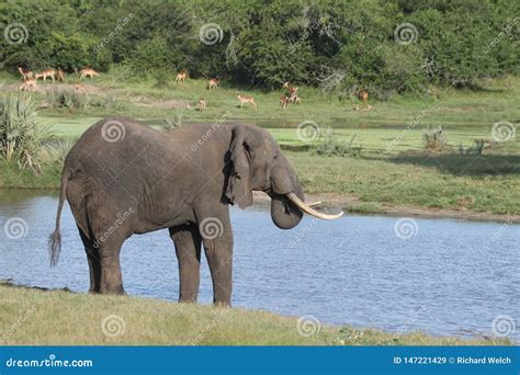 An Elephant Drinking at the Water Hole Stock Image - Image of grey ...