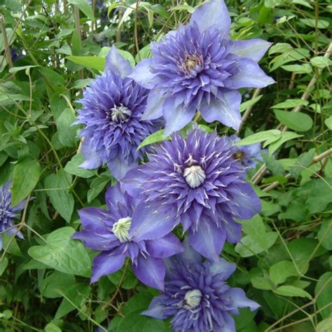 Clematis Multi Blue Care / Krukodlad Klematis 'Multi Blue' | Wexthuset ...