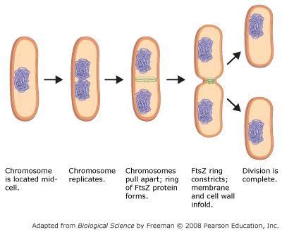 Types Of Cell Division In Bacteria - Cell Division