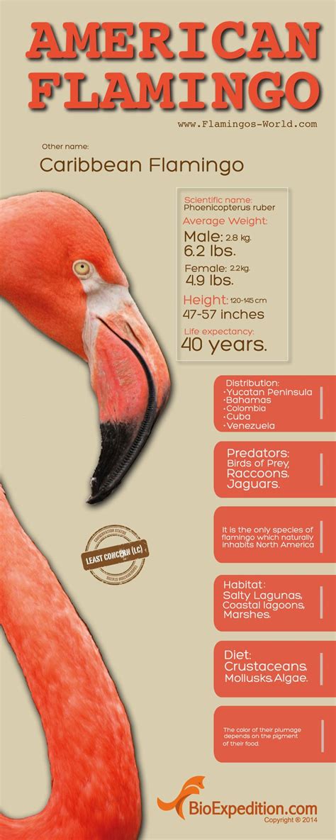 American Flamingo Infographic - Animal Facts and Information | Flamingo facts, Flamingo ...