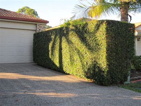 Murraya hedge | Murraya hedge, Hedges, Sidewalk