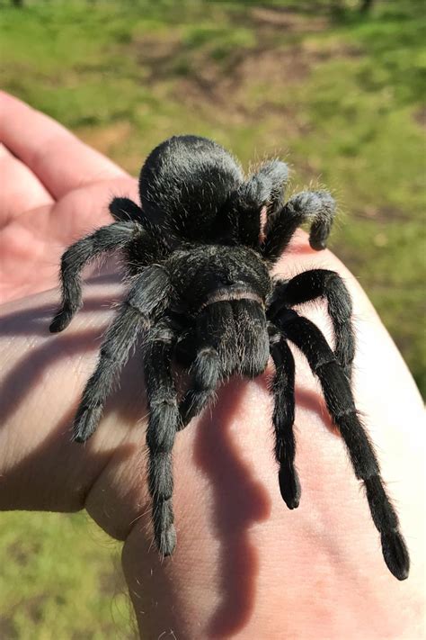 11 Facts About Brazilian Black Tarantula | Spider, Pet tarantula, Pet spider