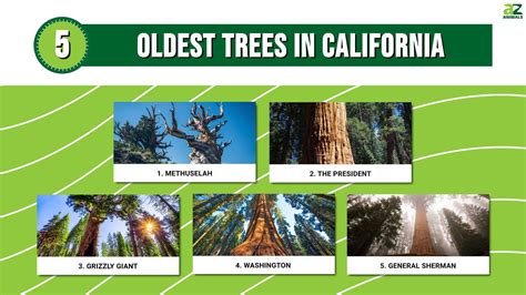 The 5 Oldest Trees in California - A-Z Animals