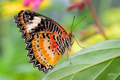 butterfly, Wings, Color, Close up Wallpapers HD / Desktop and Mobile Backgrounds