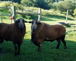 Barbados Blackbelly | Maryland Sheep and Wool Festival