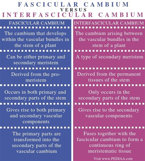 Difference Between Fascicular Cambium and Interfascicular Cambium