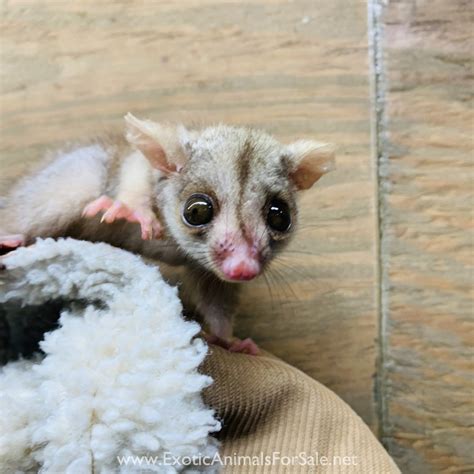 Baby Woolly Opossum for Sale