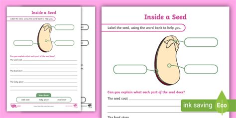 Y2 Inside a Seed Activity Sheet (teacher made) - Worksheets Library