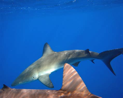 North Shore Shark Adventures September 2007 | It's finally o… | Flickr