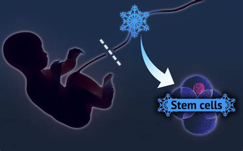 Researchers demonstrate the efficiency of producing stem cells from the tissues of the umbilical ...