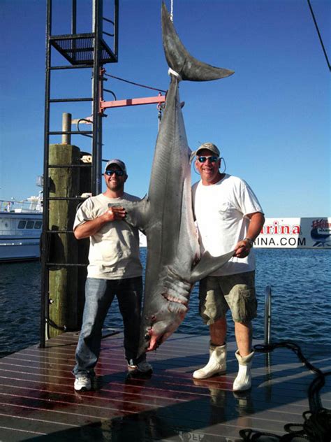 300 Pound Mako Shark Jumps Into Boat