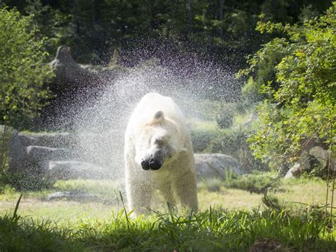 Animal Encounters in North Carolina | Zoos & Safaris | VisitNC.com