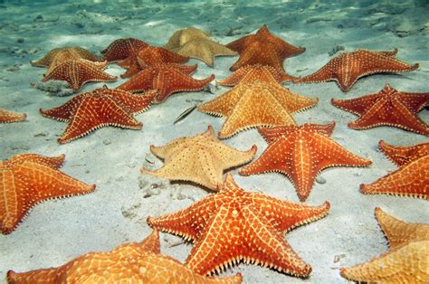 ¿Cómo respiran las estrellas de mar? - Mis animales