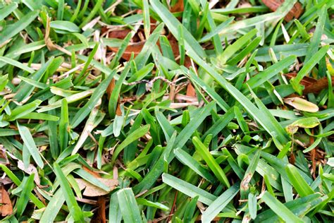 10 Drought-Resistant Grasses for Low-Maintenance Lawns