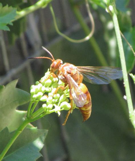 Bug Eric: Wasp Wednesday: Western Cicada Killer