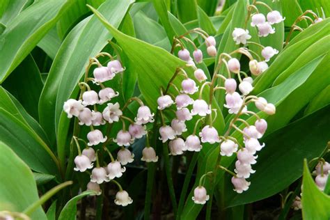 Convallaria majalis var. rosea – Ballyrobert Gardens