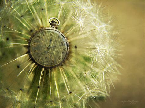 Dandelion Clock II Photograph by Karen Casey-Smith - Fine Art America