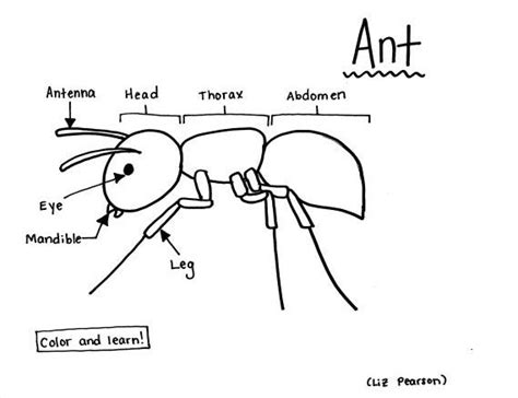 Ant - Printable Coloring Page - Educational & Teaching Resource — hBARSCI