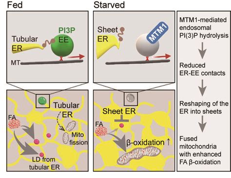 Starvation shown to cause cell remodeling