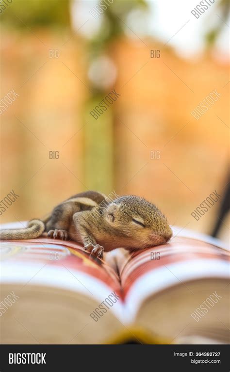 Baby Squirrel Sleeping Image & Photo (Free Trial) | Bigstock