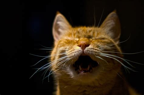 Why Your Old Cat Meows All the Time | Senior Cat Yowling at Night