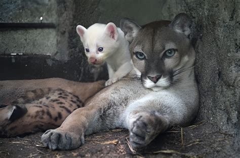 Rare albino puma cub born in Nicaragua zoo