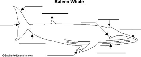 Beluga Whale Diagram